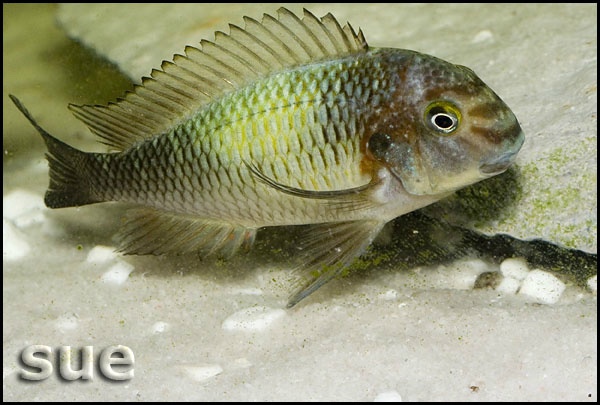 Tropheus sp. 'limespot' Kapampa